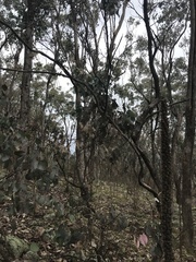 Eucalyptus albens