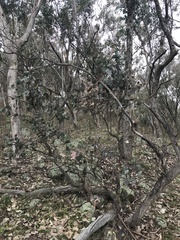 Eucalyptus albens