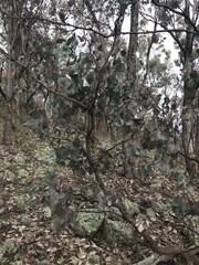 Eucalyptus albens