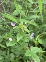 Cleome rutidosperma