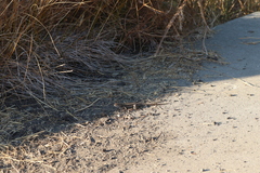 Sceloporus occidentalis bocourtii