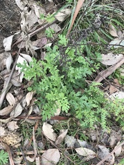 Senecio bathurstianus