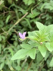 Cleome rutidosperma