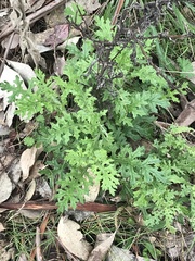 Senecio bathurstianus