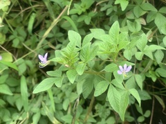Cleome rutidosperma