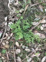 Senecio bathurstianus