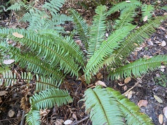 Polystichum munitum