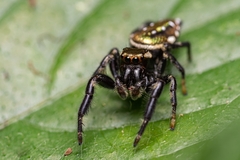 Paraphidippus