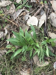 Centranthus ruber