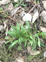 Centranthus ruber
