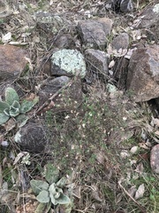 Vittadinia cuneata