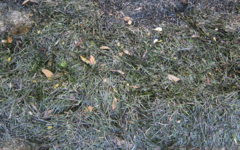 Zostera muelleri