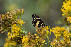 Chlosyne lacinia adjutrix