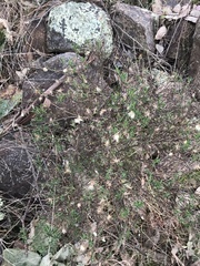 Vittadinia cuneata