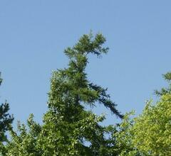 Larix laricina