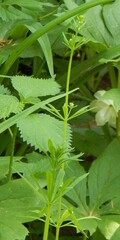 Galium aparine