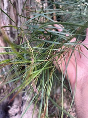 Acacia mucronata