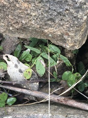 Glycine tabacina