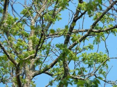 Juglans
