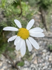 Tripleurospermum inodorum