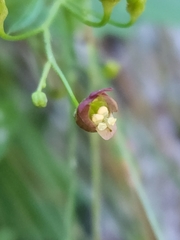 Scrophularia parviflora