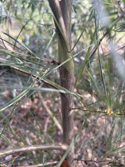 Acacia mucronata