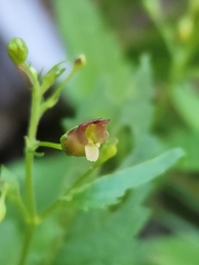 Scrophularia parviflora