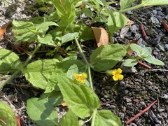 Erythranthe moschata