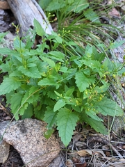 Scrophularia parviflora