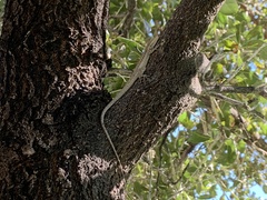 Urosaurus graciosus