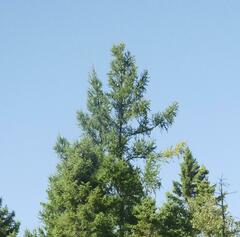 Larix laricina