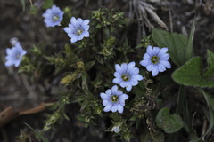 Gentiana