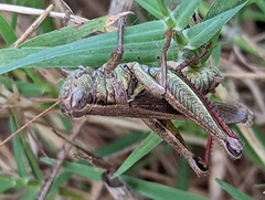 Melanoplus yarrowii