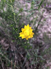Xerochrysum viscosum