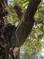 Urosaurus graciosus