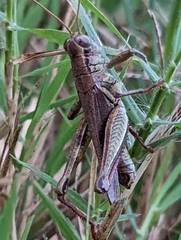 Melanoplus yarrowii