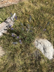 Lupinus