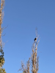 Corvus