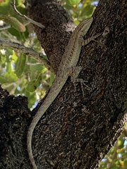 Urosaurus graciosus