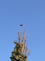 Corvus
