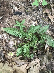 Polypodium