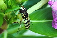 Ischiodon scutellaris