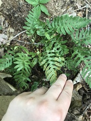 Polypodium