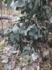 Eucalyptus albens