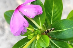 Ischiodon scutellaris