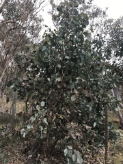 Eucalyptus albens