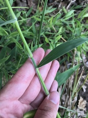 Dichanthelium scoparium