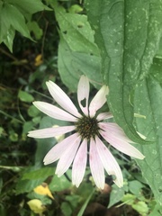 Echinacea purpurea