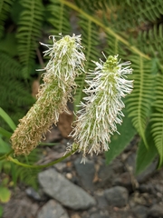 Sanguisorba stipulata