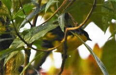 Anisognathus somptuosus